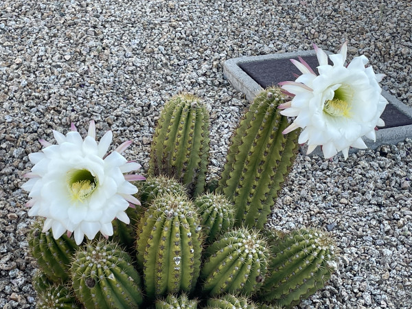 Echinopsis spachiana
