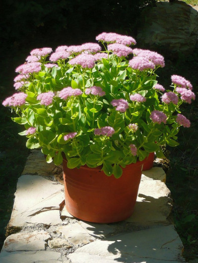 Hylotelephium spectabile