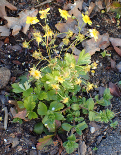 Waldsteinia ternata