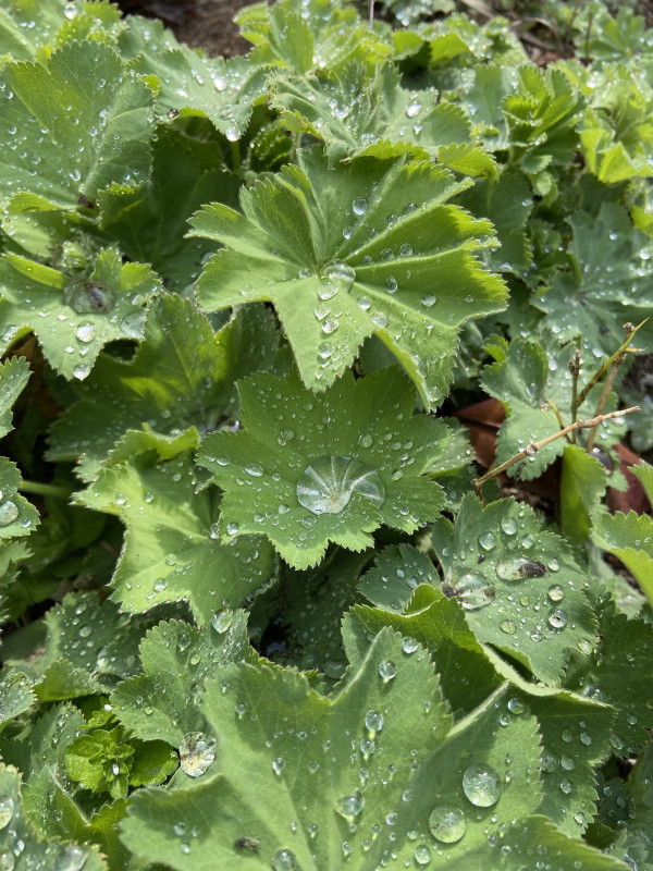 Alchemilla mollis