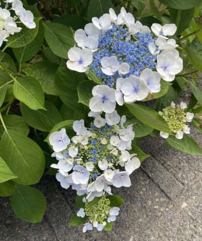Hydrangea serrata