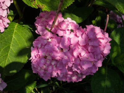 Hydrangea macrophylla