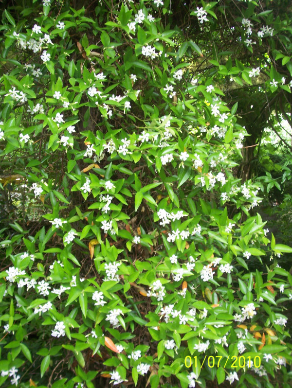 Trachelospermum jasminoides