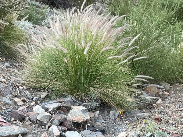 Cenchrus setaceum