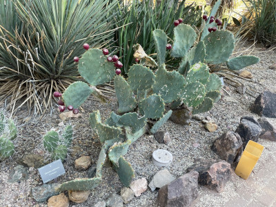Opuntia sulphurea