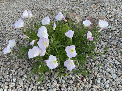 Oenothera speciosa
