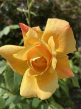 Butterscotch Grandiflora Rose