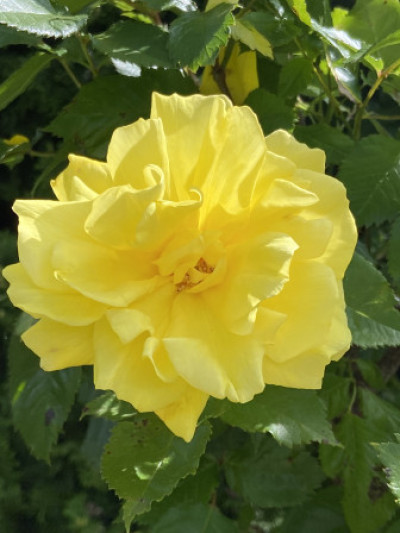 Rosa x hybrida