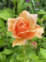 Orange Tea Rose