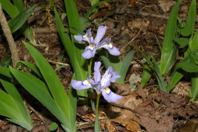 Iris cristata