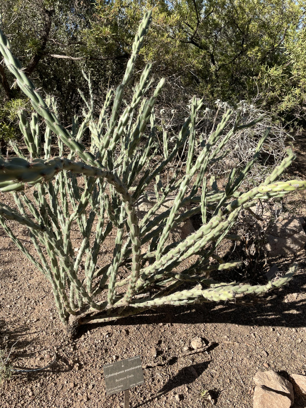 Cylindropuntia acanthocarpa