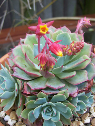 Echeveria elegans