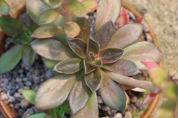 Echeveria rosea