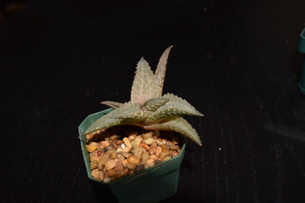 Haworthiopsis venosa