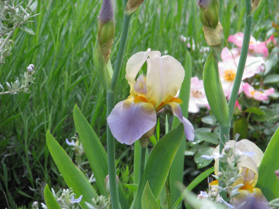 Iris germanica