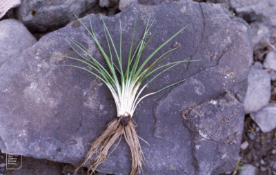 Isoetes lacustris