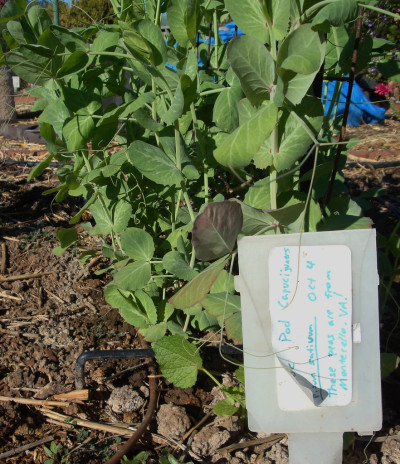 Pisum sativum