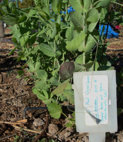 Pisum sativum