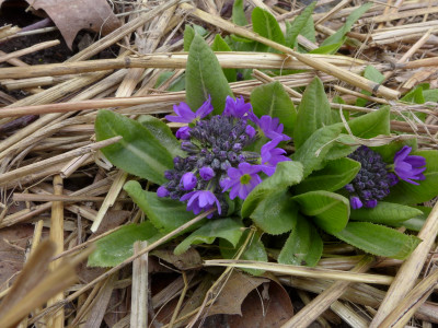 Primula denticulata