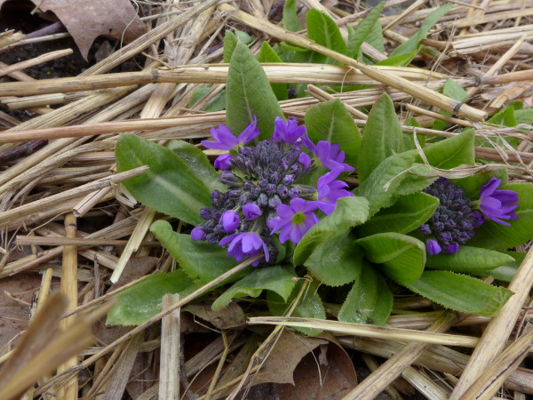 Primula denticulata