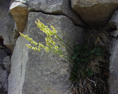 Rumex scutatus