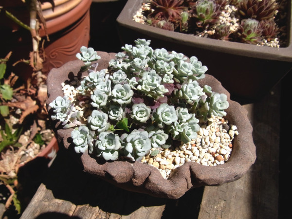 Sedum spathulifolium