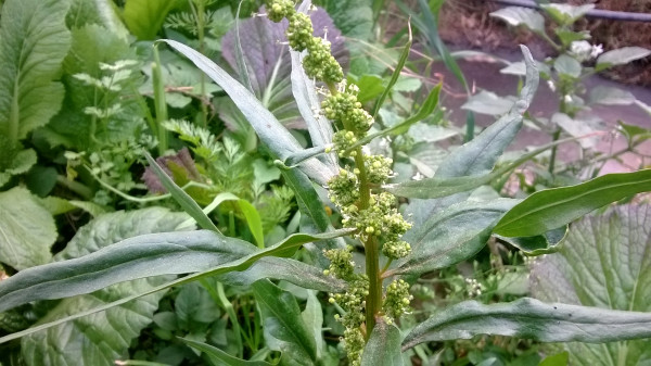 Spinacia oleracea