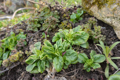Valerianella locusta