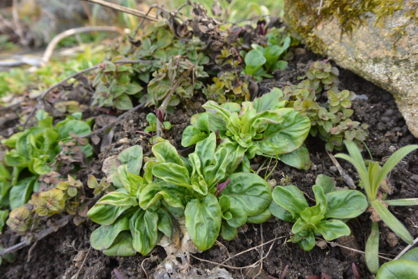 Valerianella locusta