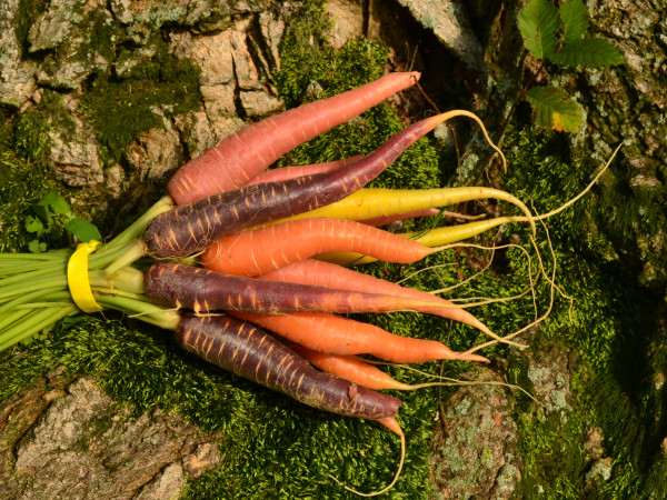 Daucus carota subsp. sativus