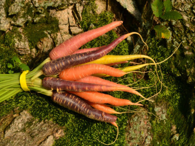 Daucus carota subsp. sativus