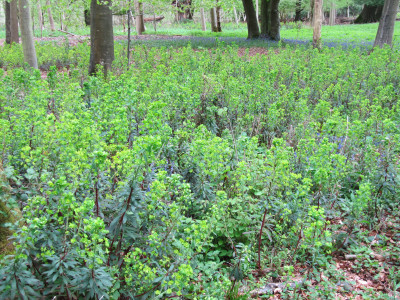 Euphorbia amygdaloides subsp. robbiae