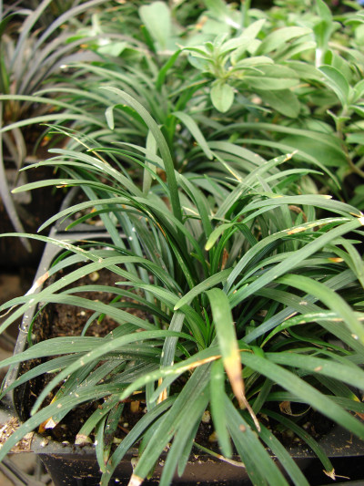 Ophiopogon japonicus nana