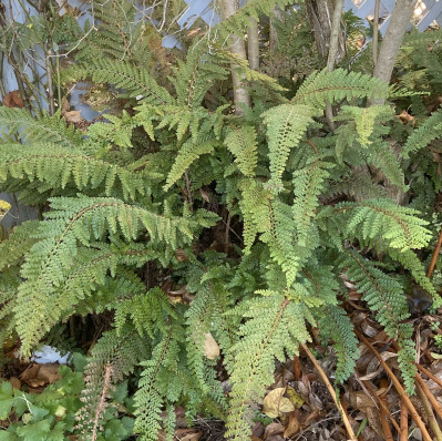 Polystichum setiferum