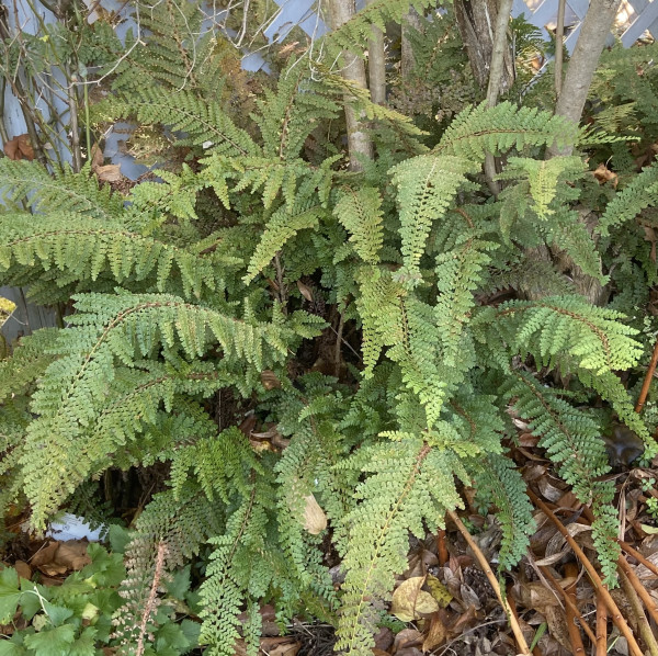 Polystichum setiferum