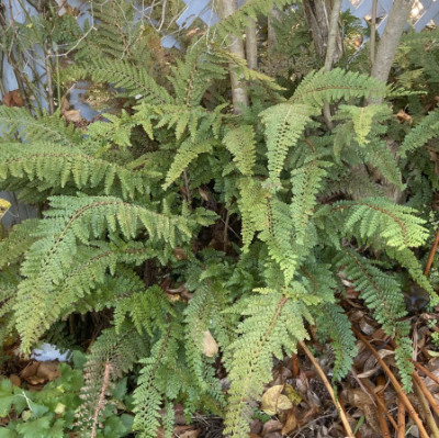 Polystichum setiferum