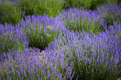 Lavandula angustifolia