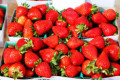 June-bearing Fragaria