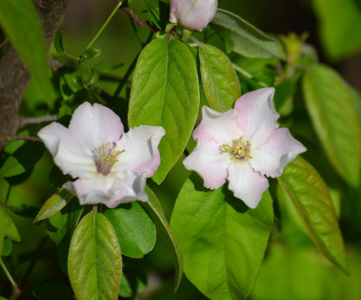 Cydonia oblonga
