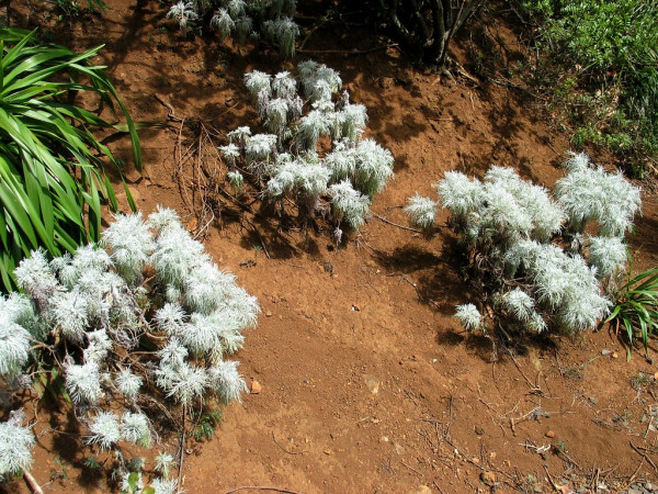 Artemisia australis var. mauiensis