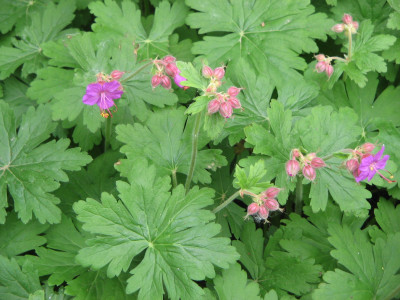 Geranium macrorrhizum
