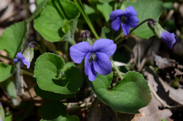 Viola sororia