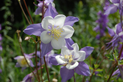 Aquilegia caerulea