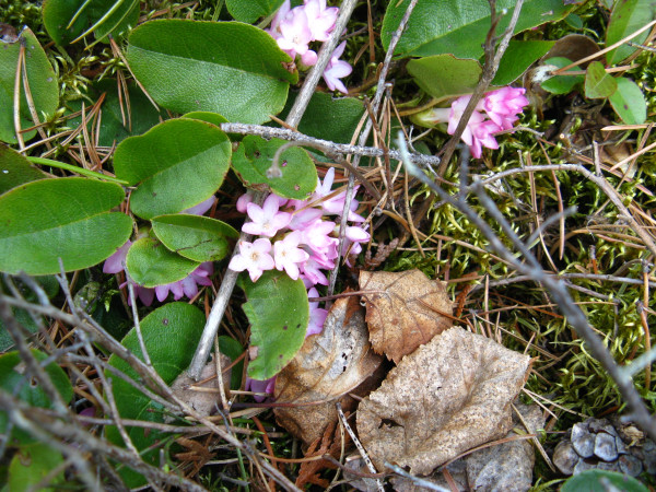 Epigaea repens