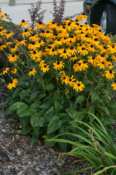 Rudbeckia hirta