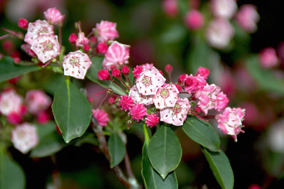Kalmia latifolia