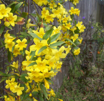 Gelsemium sempervirens
