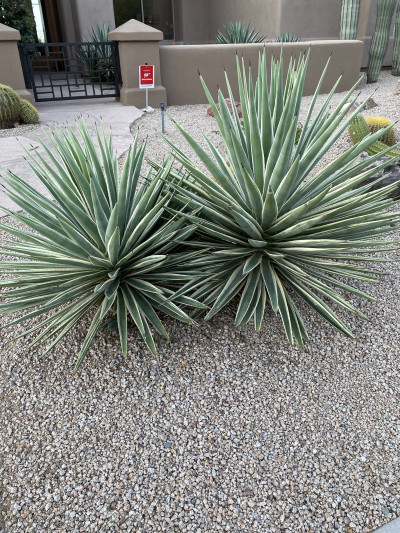 Agave angustifolia