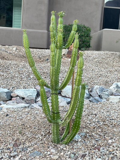 Euphorbia royleana
