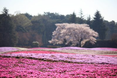 Phlox subulata